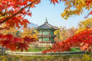 korea, tree, gyeongbokgung, seoul, southkorea, maple leaves, leaf, soil, nature, sand